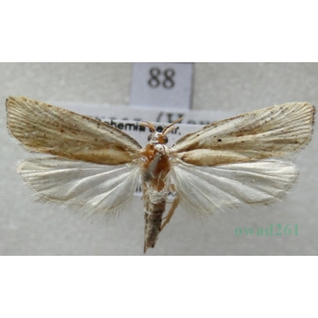 Agonopterix nervosa (Haworth, 1811) Czech88